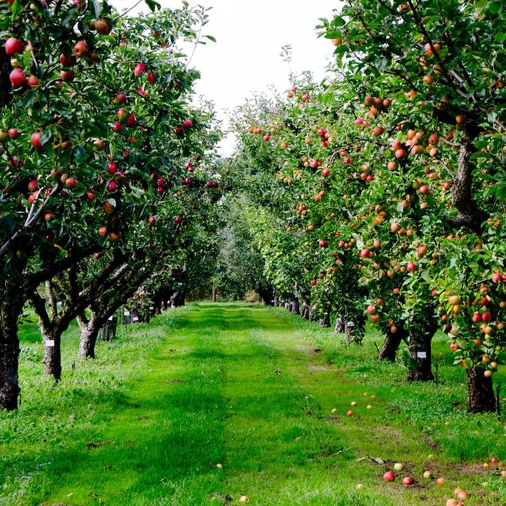 Petit Baddow land